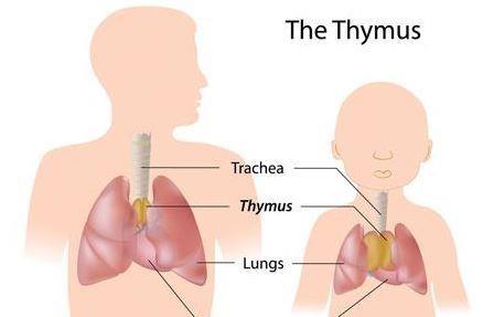 Thymus Gland Thymosin produces and matures