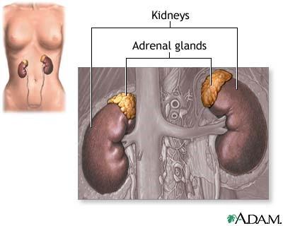 Adrenal Glands Adrenaline(Epinephrine) secretes hormones for sudden