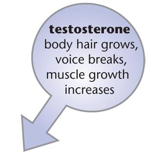Testes Testosterone Sperm