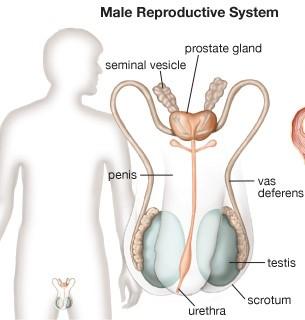 reproductive system Responsible