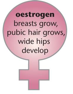 Ovaries Estrogen Egg production