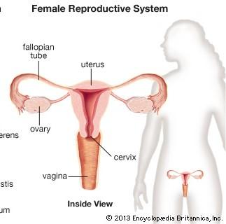 reproductive system responsible