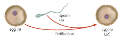 Fertilization Fertilization produces a diploid cell from