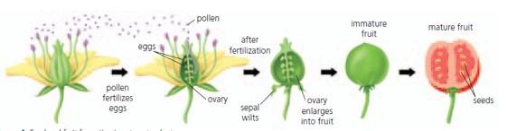 Seeds Formed when eggs become fertilized.