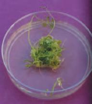 Artificial Vegetative Reproduction Individual cells from a desirable plant are placed in