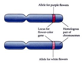 Homologous Chromosomes Pairs of