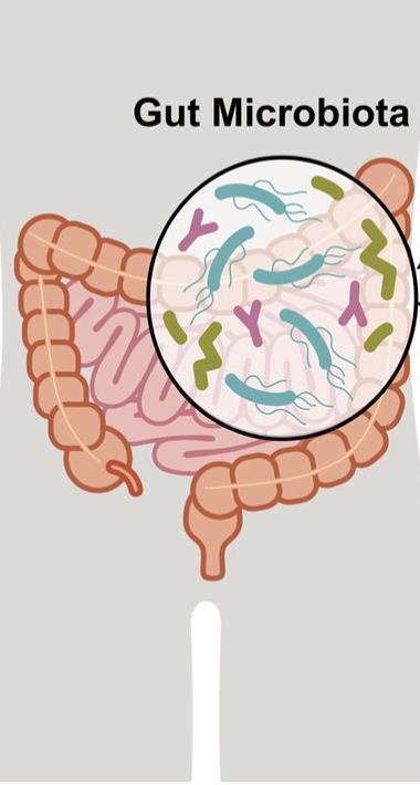 The microbe(microorganism) population living in our intestine Gut flora or gastrointestinal microbiota ⅓ of out gut microbiota is common to most people and ⅔ are specific to one person Each