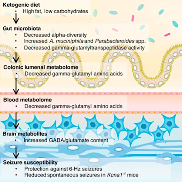 The Ketogenic Diet Alters the Gut Microbiota Tested using 6-Hz induced seizure model of refractory epilepsy Mice fed KD exhibit elevated seizure thresholds in response to 6-Hz stimulation KD alters