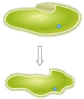 2. A fresh-water paramecium has a salt concentration lower than 1% in the cytosol.