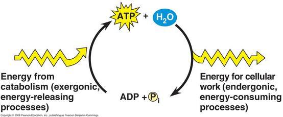 7. How is the energy in a molecule of ATP released? 8.