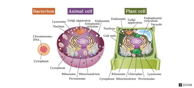 19. What is a prokaryote?