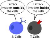 - Each pathogen has its own pathogen with its own chemical structure. (Fig 4, p 183) 2) B CELLS: lymphocytes that produce proteins that help destroy pathogens.