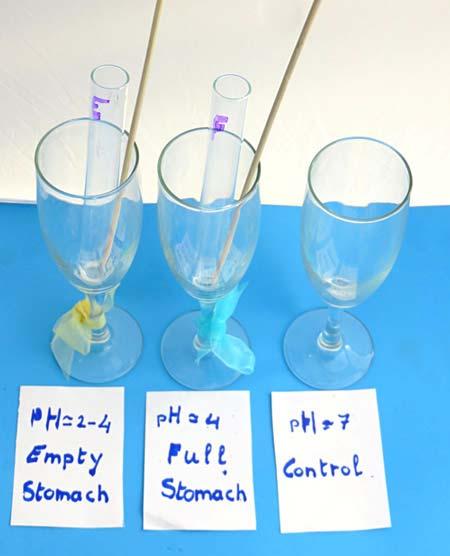 3 of 7 9/12/2018, 2:19 PM Figure 4. Drinking glasses hold the test tubes that will contain solutions modeling an empty stomach, a full stomach, and a control solution.
