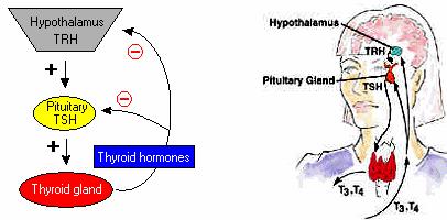 ETIOLOGY ANTERIOR PITUITARY HYPERFUNCTION DISORDERS Primary: defect in gland itself -releases a particular hormone that
