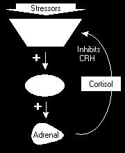ANTERIOR PITUITARY (Adenohypophysis) SECRETES 6+ HORMONES: ACTH (adrenocorticotropic hormone) controls