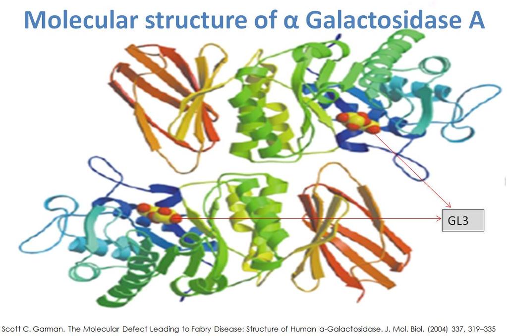 Genetics α-gal A is a homodimeric glycoprotein encoded by the GLA gene which is