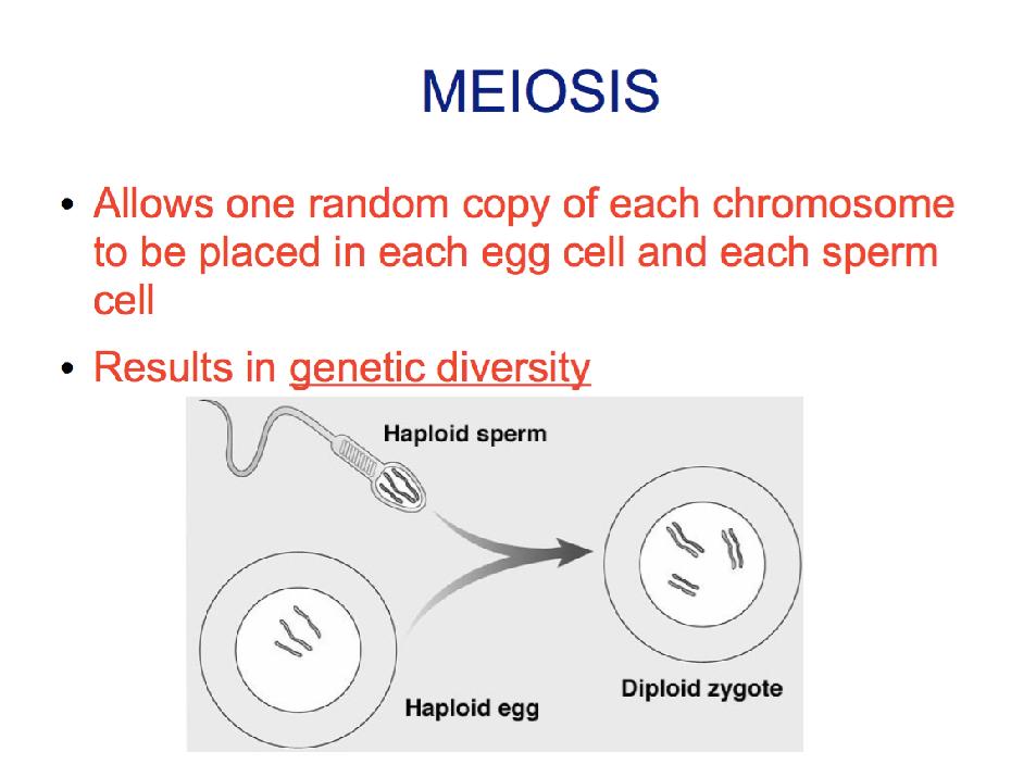 Meiosis Allows one random copy of each chromosomes to be placed