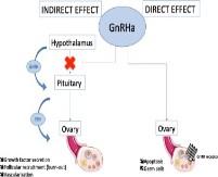 Temporary Suppression with GnRH Analogs During Chemotherapy May consider temporary ovarian suppression with GnRH analogs during chemotherapy as an option for ovarian protection To prevent menopause
