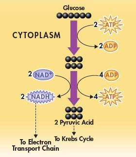 Glycolysis Overview Glycolysis is the first stage of cellular respiration.