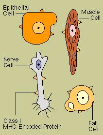 Immune System Anatomy The lymphatic/ immune system is made up of lymph which return fluid and to the circulatory system. Lymph are masses of honeycombed spongy tissue located primarily in the,, and.