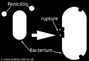 How antibiotics work Antibiotics help destroy bacteria (but not viruses). Slow bacteria reproduction. Interfere with bacterial cell wall formation. Antibiotic myths Antibiotics are not antibodies.