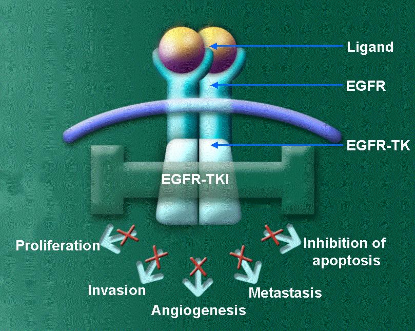 28 Gefitinib Early Development Gefitinib is an epidermal growth factor receptor tyrosine kinase (EGFR-TK) inhibitor Phase I: encouraging antitumour activity seen in