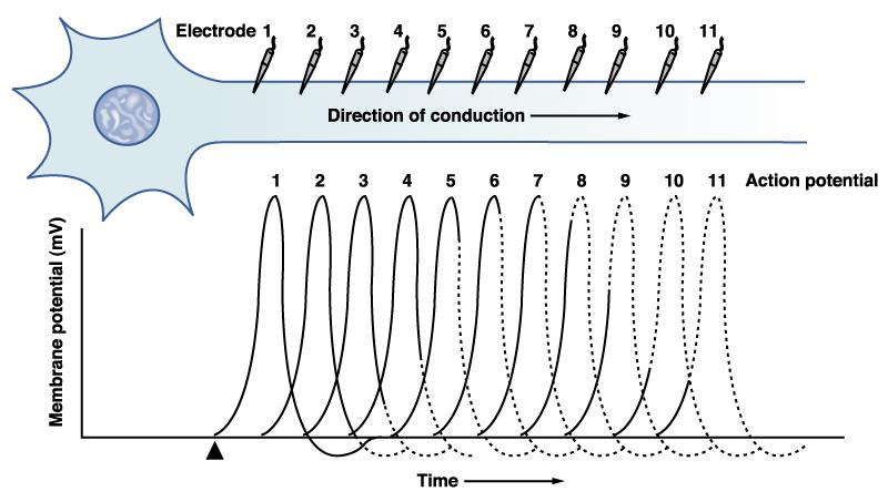Continuous Conduction in Unmyelinated fibers Point to Point Continuous conduction occurs in unmyelinated axons.