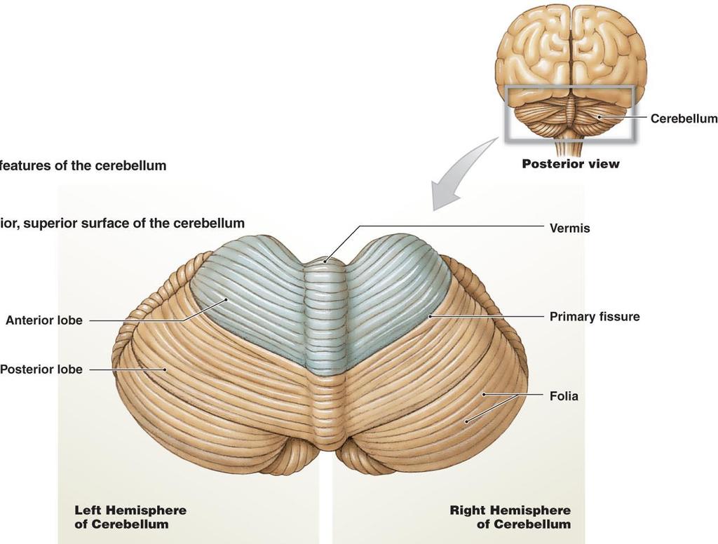 The Cerebellum The cerebellum (Latin for little brain ), like the cerebrum, is a highly folded structure consisting of two hemispheres, each of