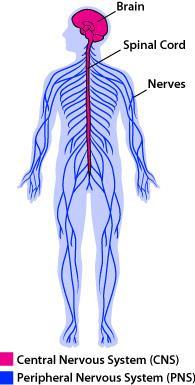 Layout of the Nervous System Central Nervous System (CNS) Located inside of bone Includes the brain (in the skull) and the spinal cord (in the backbone) Interprets sensory input, initiates movement,