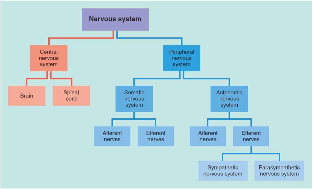Major Parts of the Nervous System External environment