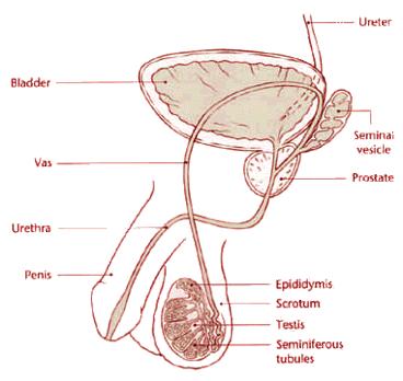 Male Reproductive System Male sex hormones: androsterone and testosterone