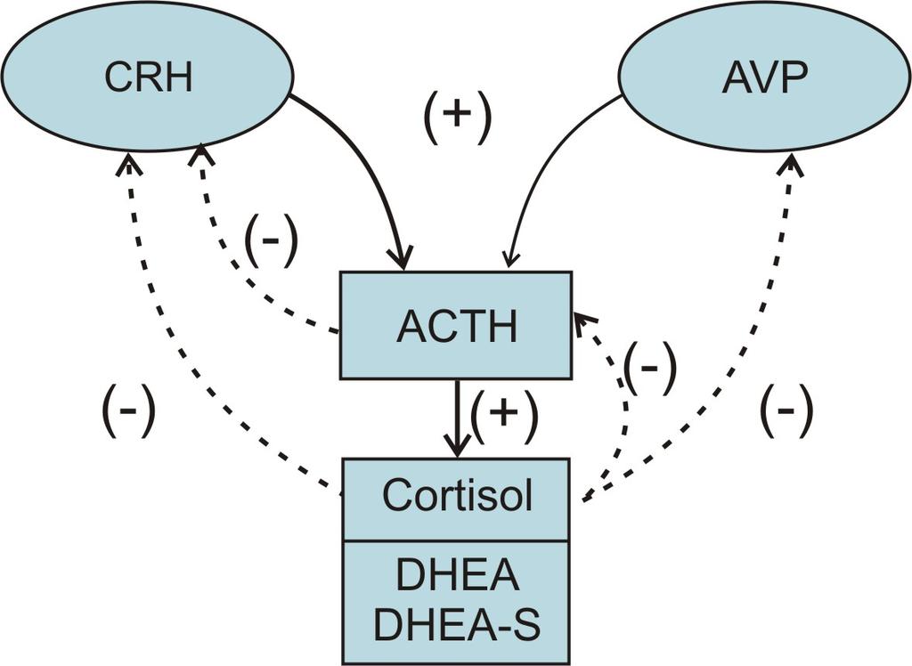 Fig.4: The hypothalamic-pituitary-adrenal (HPA) axis, indicating stimulation (+) and negative feedback (-) Metabolism DHEA serves as a major precursor in testosterone and estrogen synthesis.
