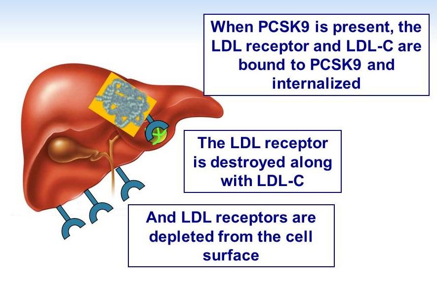 PCSK9 (Proprotein convertase subtilisin/kexin type 9) va secreted protein which targets