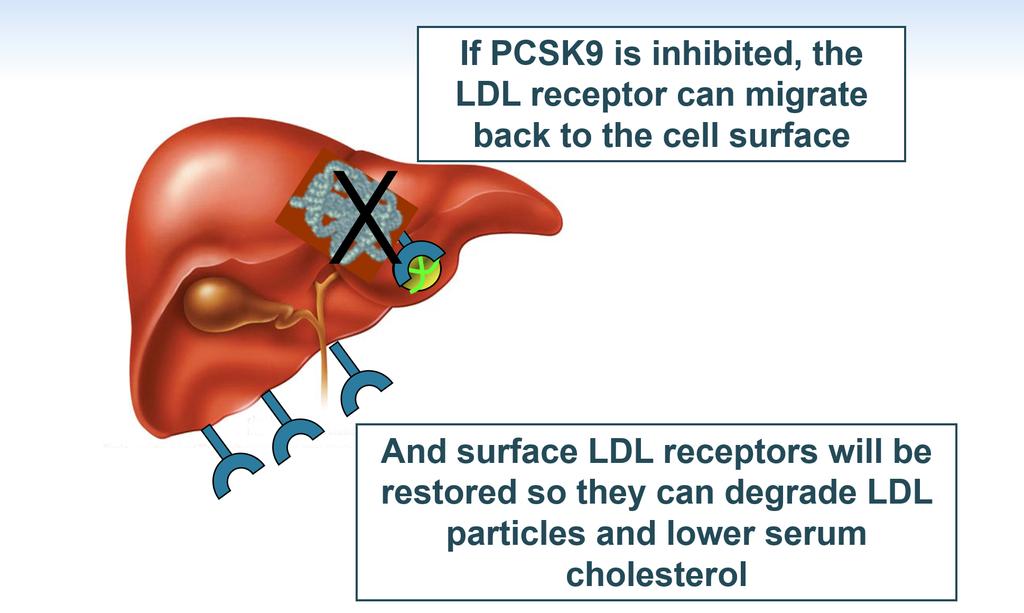 function mutations cause low LDL-C vinhibition lowers LDL-C levels vup-regulated by