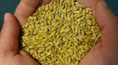 BARLEY OATS 86.6 9.5 13.25 2.0 17.0 51.5 2.4 5.5 15.29 86.0 10.75 12.09 4.5 26.6 10.0 1.4 10.0 11.5 Barley is a cereal grain produced worldwide.