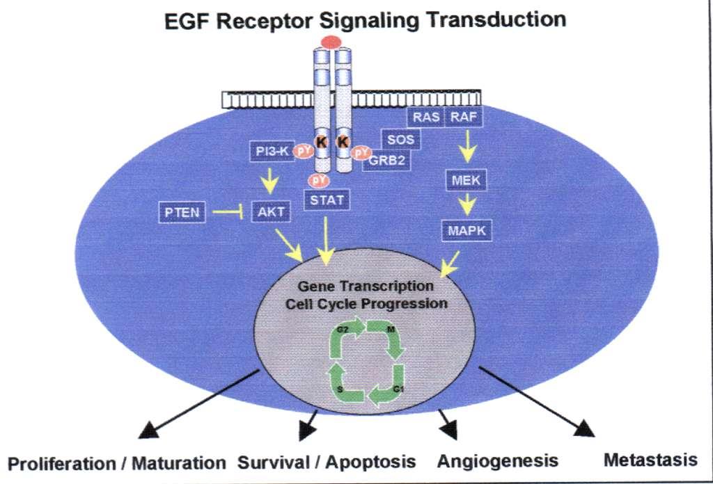 Patients with activating mutations in tumour EGFR have excellent response to EGFR TKIs