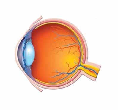 Ciliary body Parts of the eye become inflamed Choroid Retina Red text = areas of inflammation affecting the back segment of the eye Uveitis is pronounced you-vee-eye-tis.