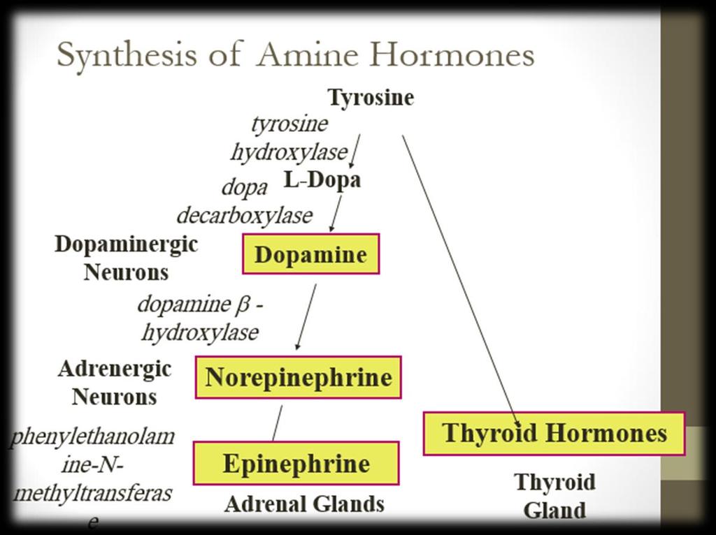 Also thyroid hormone has pathway to produce it