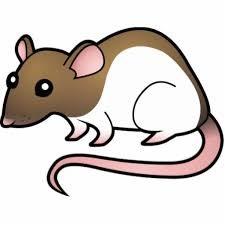 solution and saccharin-flavored foods but not in mice that are GHSR deficient