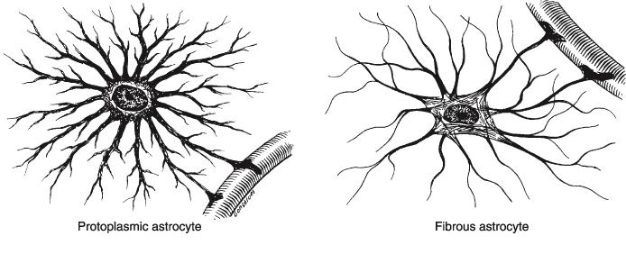 Perivascular or Marginal astrocyte: pia mater (5) Velate astrocyte: