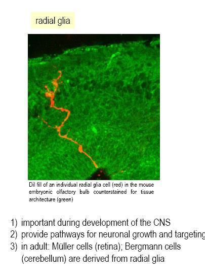 Radial glial cell Specialized astrocyte Important during development of the CNS Provide pathways for neuronal growth and targeting In adult Muller cell: retina Bergmann glia: cerebellum Microglia