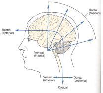 신경계통의구성 중추신경계 (central nervous system, CNS) 뇌 (brain) + 척수 (spinal cord) CNS 의보호 Skull ( 머리뼈 ) 와 vertebral column ( 척주 ) Meninges ( 뇌척수막 ) Cerebrospinal fluid (CSF, 뇌척수액 ) 구성 Neuron ( 신경세포 ) +