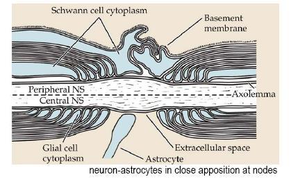 축삭간막이없다 Ependymal cell Epithelial Cell lining