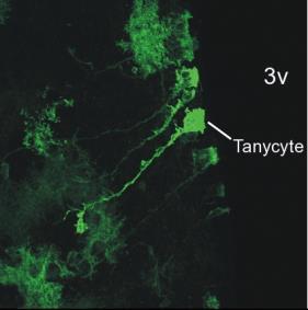 Tanycytes Figure 25.