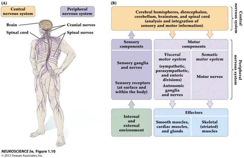 The major components of the nervous system and their functional relationships 신경조직 (nervous tissue) 신경세포 (neuron) Sensory, motor, interneuron 신경아교세포 (neuroglia)