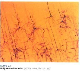 neuron in retina,