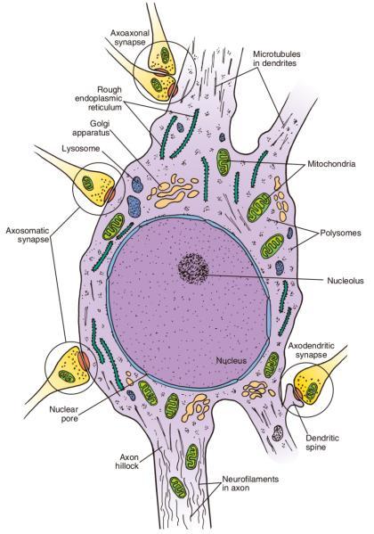 Nucleus ; 핵은둥글고크며대부분세포체의중간에위치 Chromatin