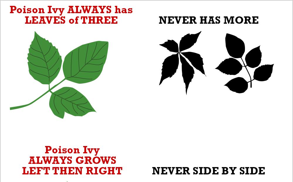 Eastern Poison Ivy In spring some leaves may be red & others green; may develop yellow green flowers In summer young leaves small & red while older are green; as CO2 exposure increases, ivy grows