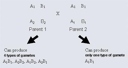 Figure 5 Therefore, such a couple can have 4 types of offspring Figure 6 Assuming that there is gamete equilibrium at the A and B loci, in parent 1 there is a probability of 1/2 that alleles A 1 and