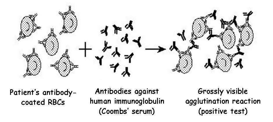 cannot be bridged by certain antibodies. If the antibody is big it can bridge the gap.